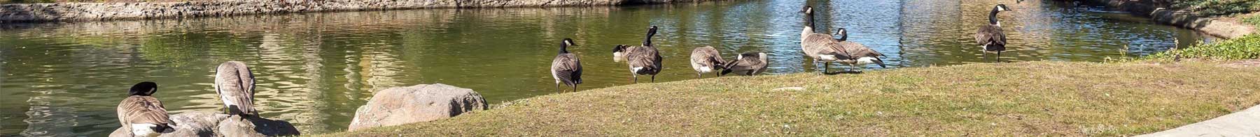 geese at pond