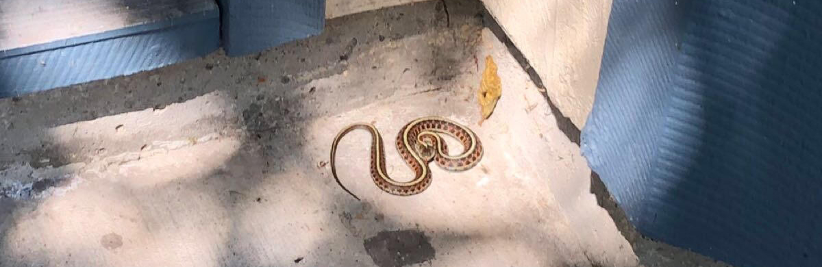 Snake sighting at Edgewater Isle